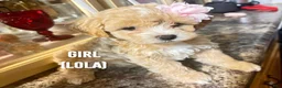 Shihpoo dogs for sale: Lola - Ad 1