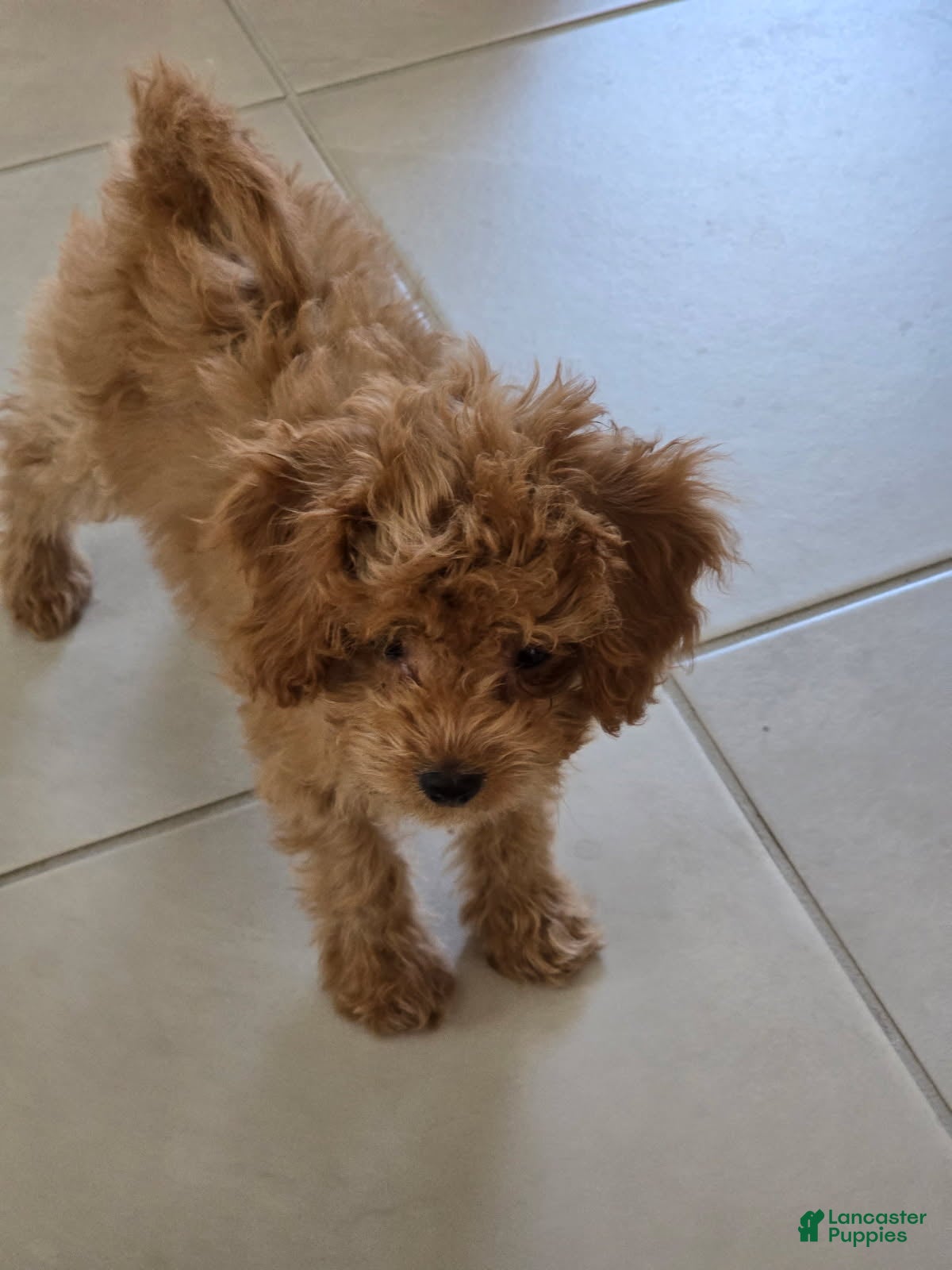 Cavapoo dogs Nava - Ad 2