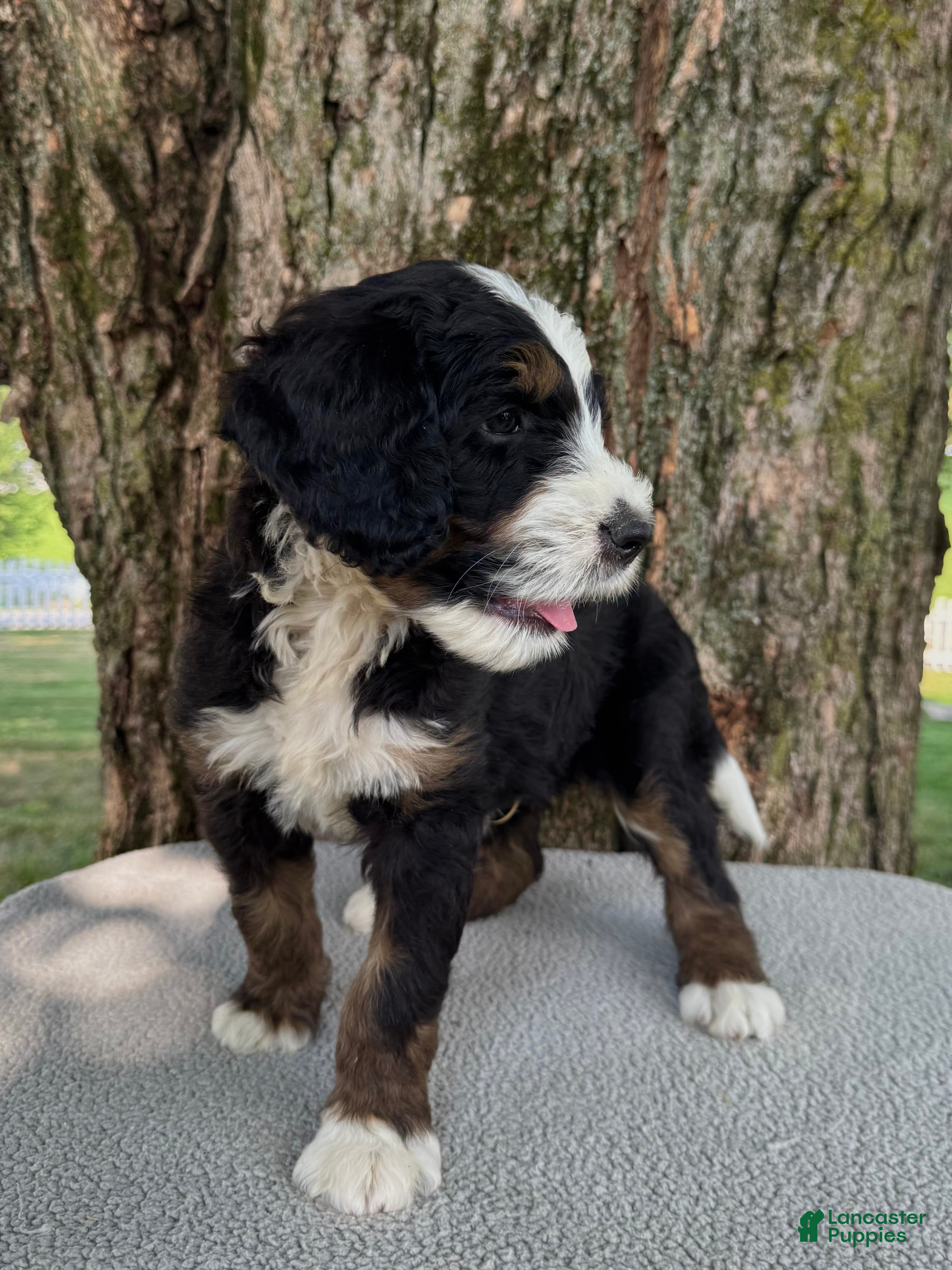 Bernedoodle dogs Sammy - Ad 2
