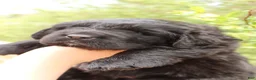 Newfoundland dogs for sale: Monarch - Ad 3