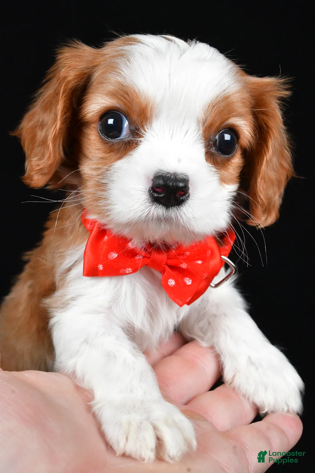 Cavalier King Charles Spaniel dogs for sale: Rusty - Ad 6