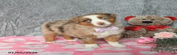 Australian Shepherd dogs for sale: Kiwi - Ad 2