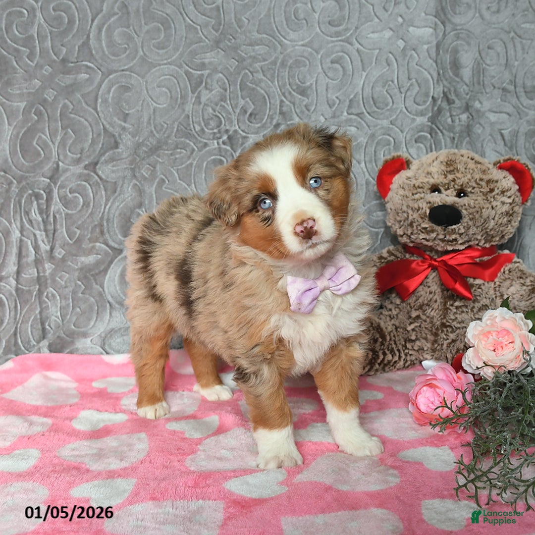 Australian Shepherd dogs for sale: Kiwi - Ad 2