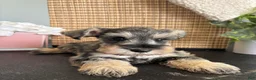 Miniature Schnauzer dogs for sale: Molly - Ad 3