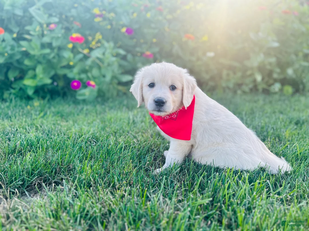 Golden Retriever dogs for sale: Miss Red - Ad 1