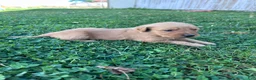 Golden Retriever dogs for sale: Buddy (Orange) - Ad 7