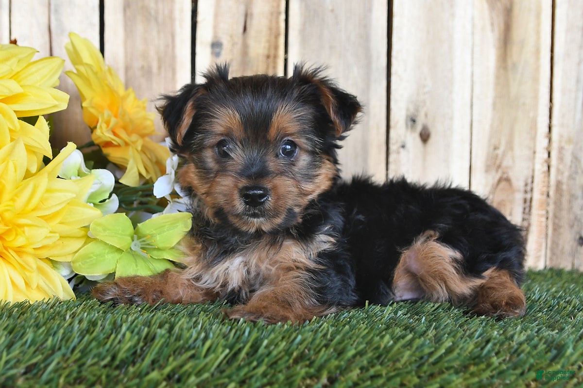 Yorkshire Terrier dogs Dakota - Ad 2