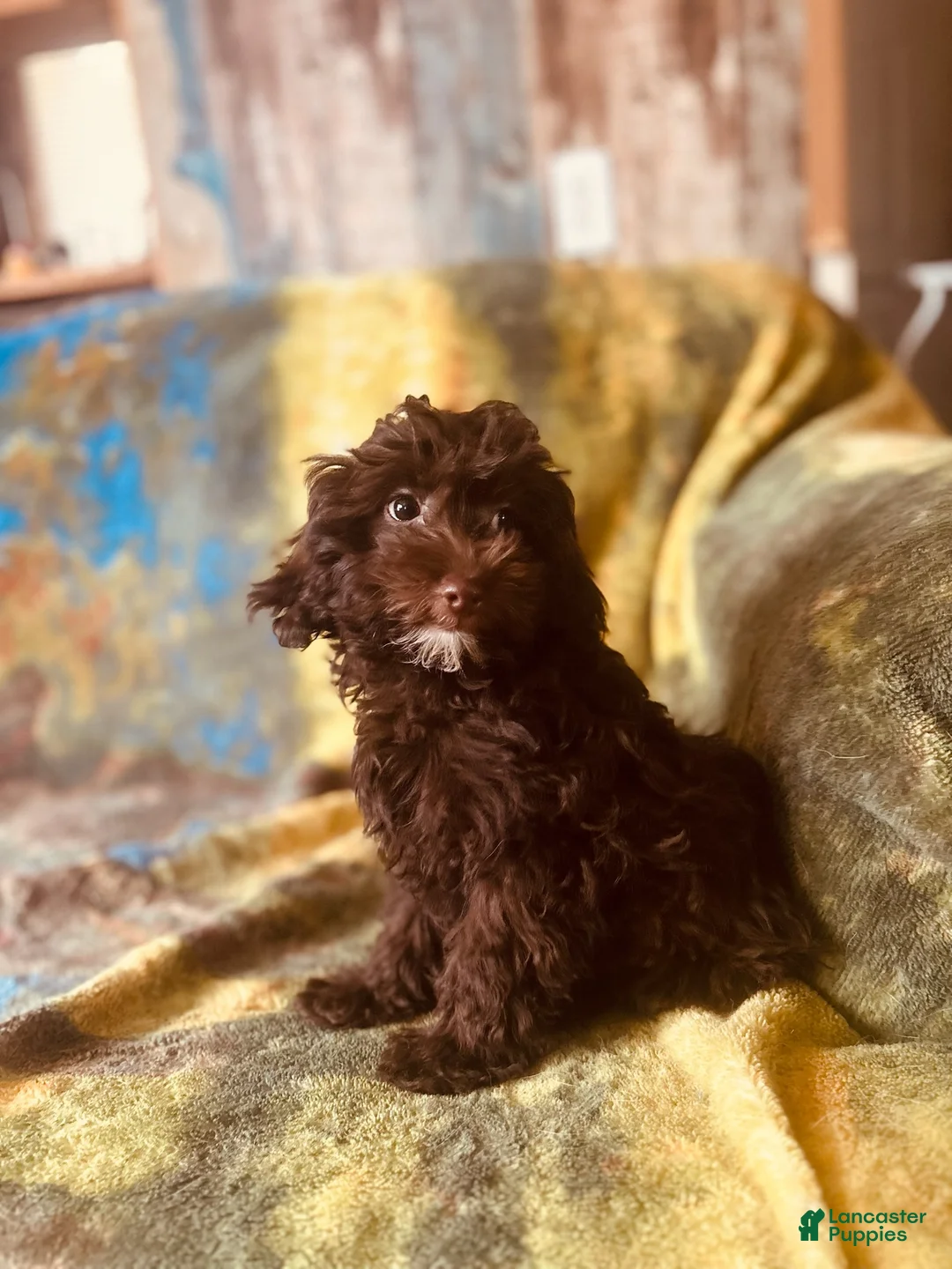 Mixed Breed dogs for sale: Mixed Breed Puppy 2 - Ad 1