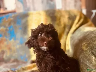 Mixed Breed dogs Mixed Breed Puppy 2 - Ad 42