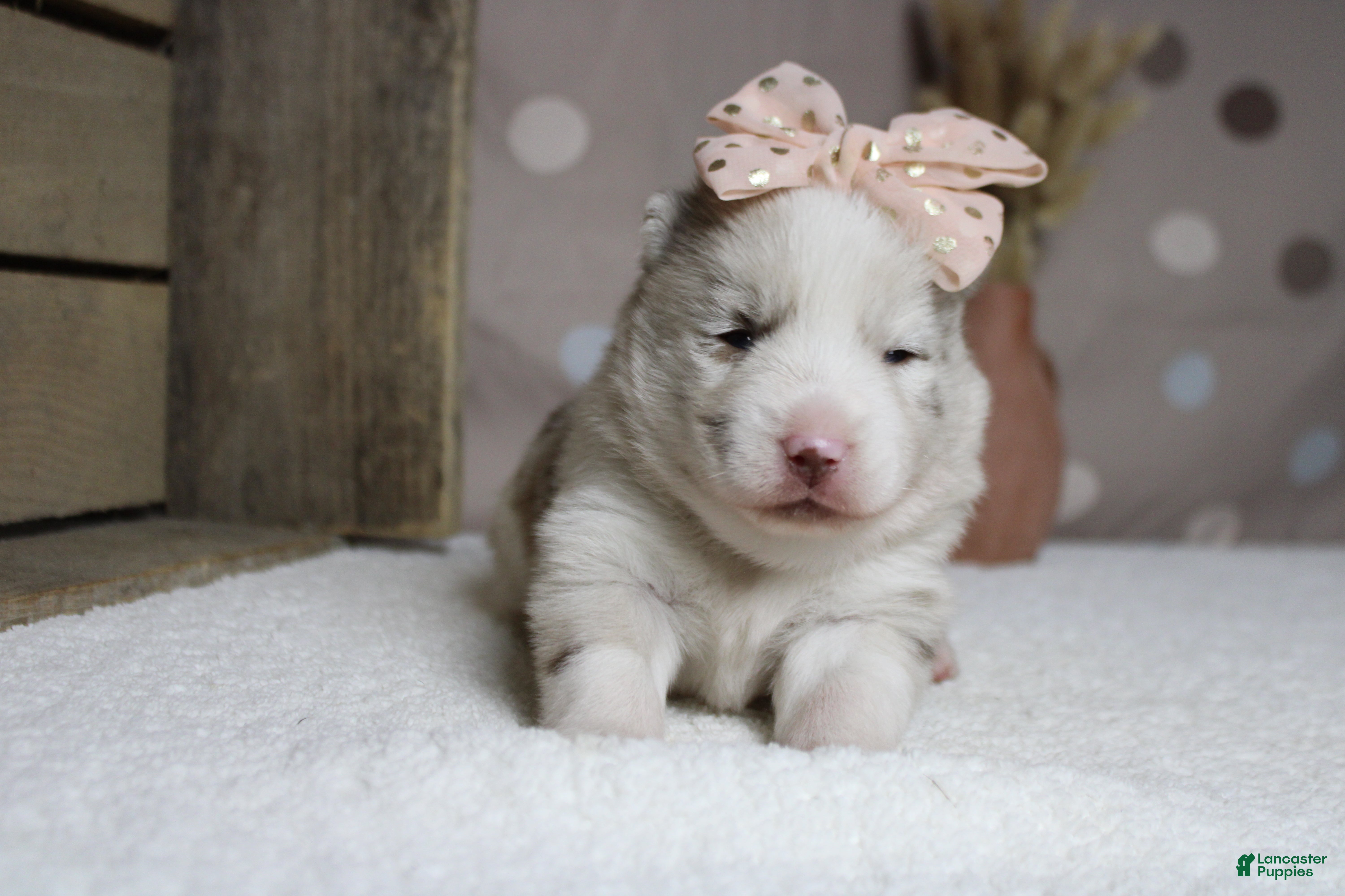Pomsky dogs Muffy  - Ad 15