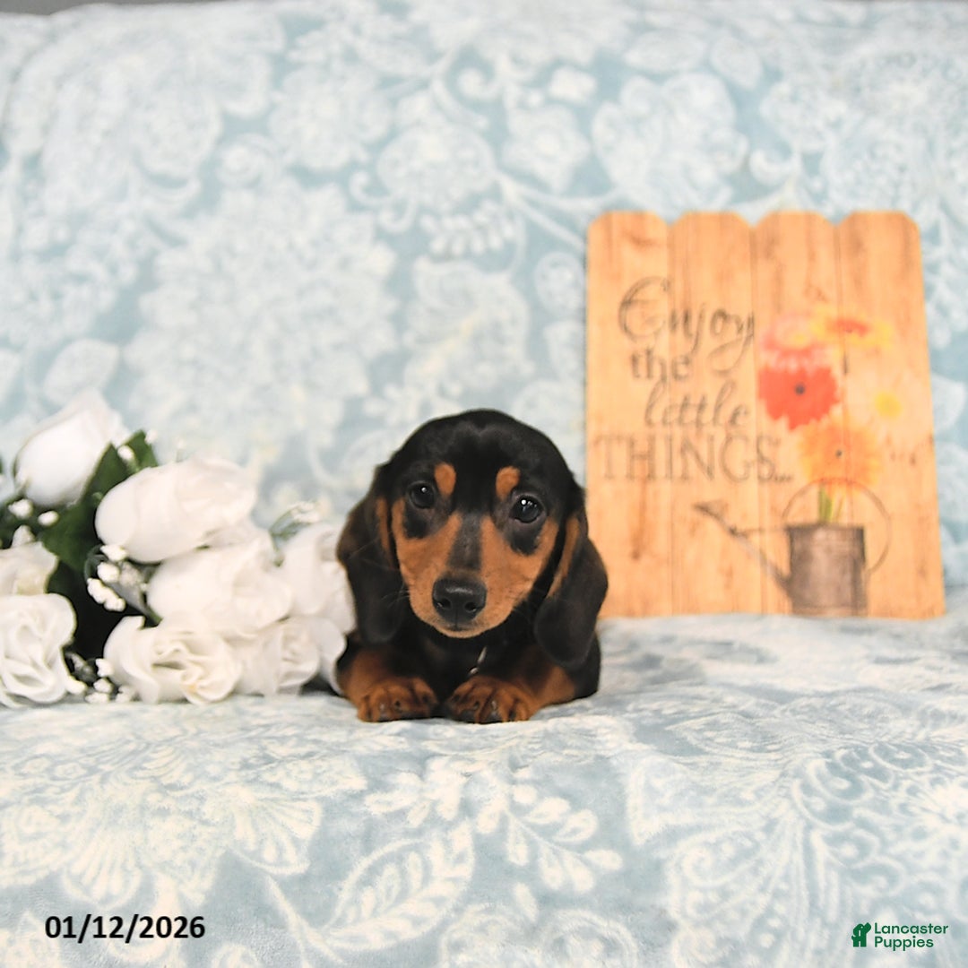 Miniature Dachshund dogs for sale: Paige - Ad 5