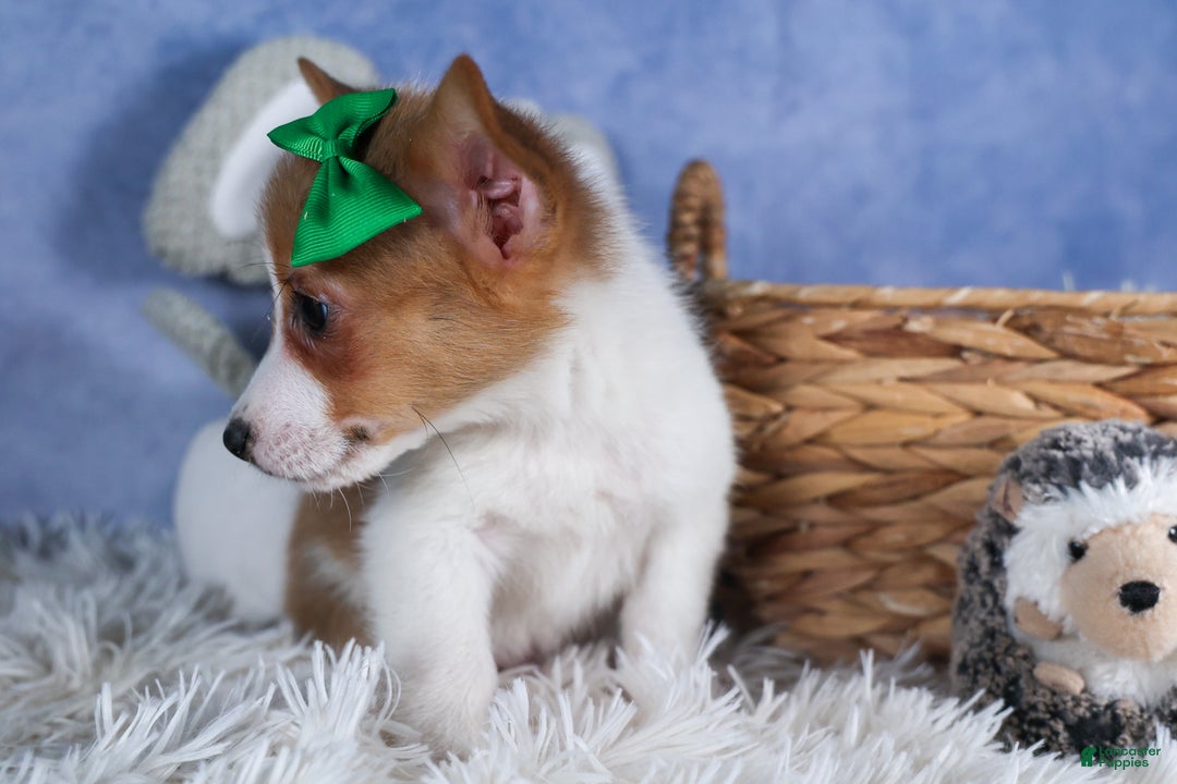 Welsh Corgi Pembroke dogs for sale: Larson - Ad 9