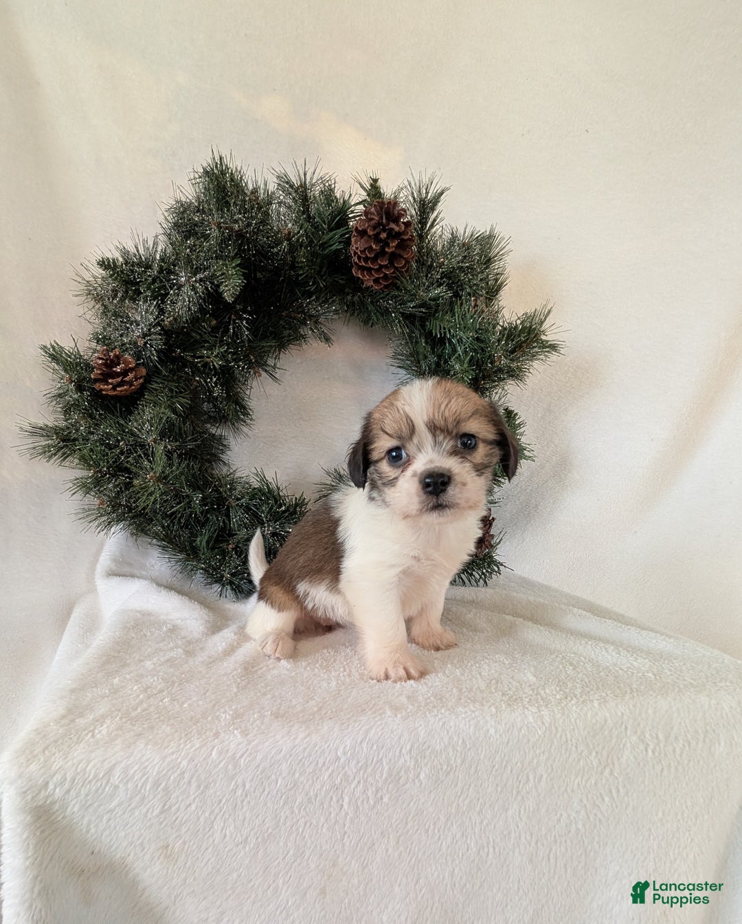 Mixed Breed dogs for sale: Ann - Ad 4