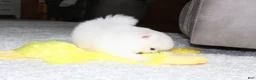 Pomeranian dogs for sale: Elliot - Ad 11