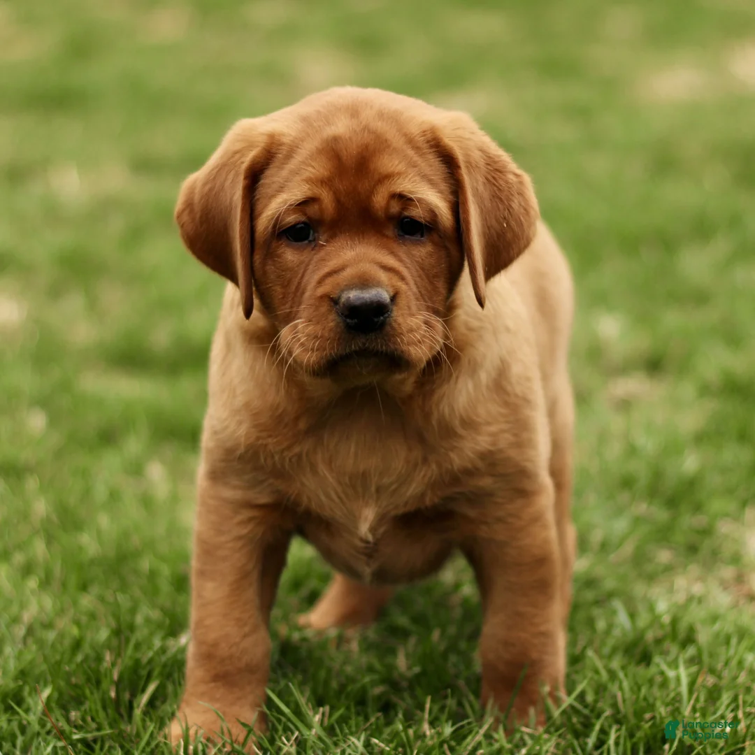 Labrador Retriever dogs for sale: Lori  - Ad 2