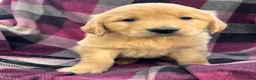 Golden Retriever dogs for sale: Puppy 4 - Ad 5
