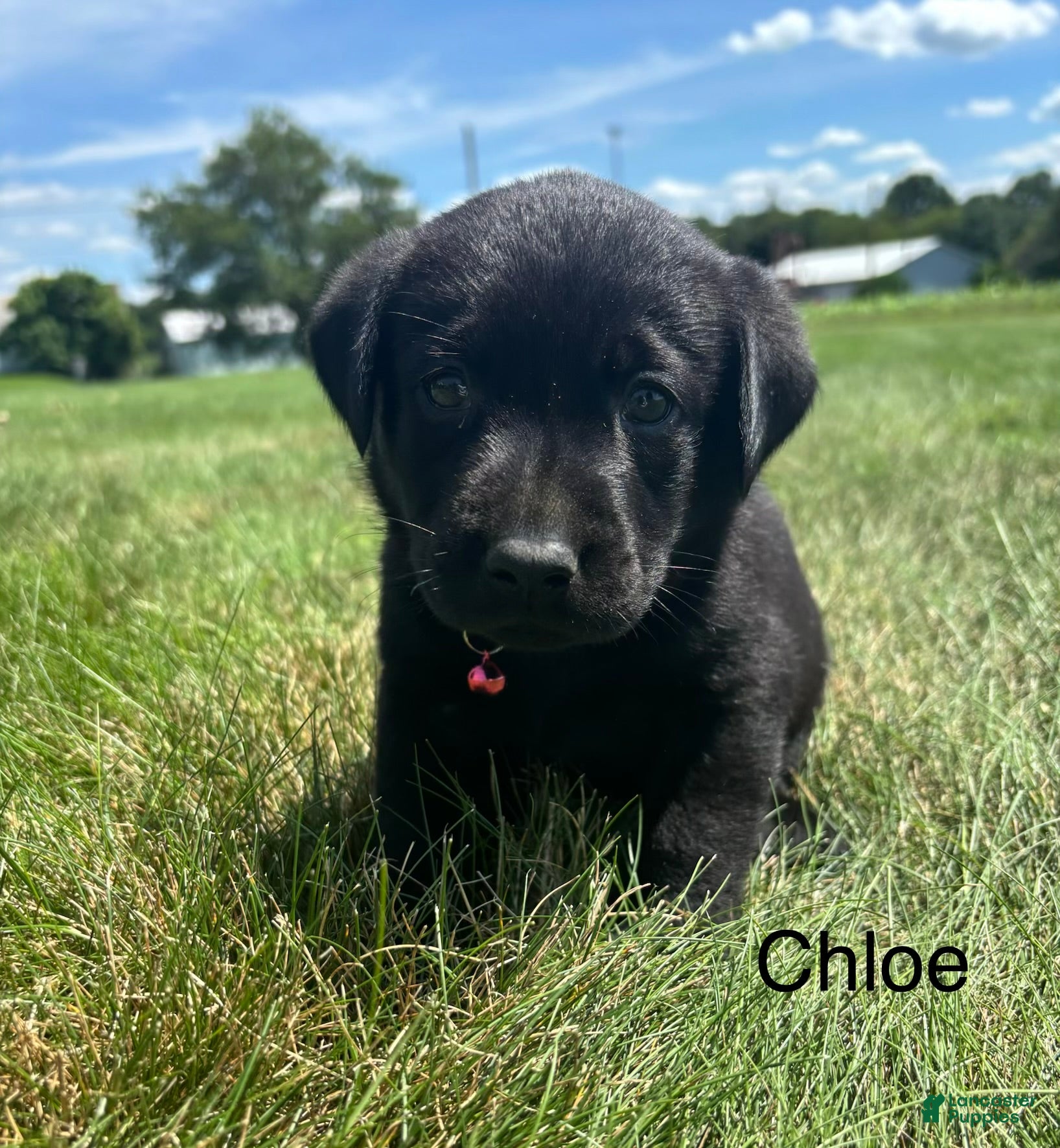 Labrador Retriever dogs Chloe - Ad 1