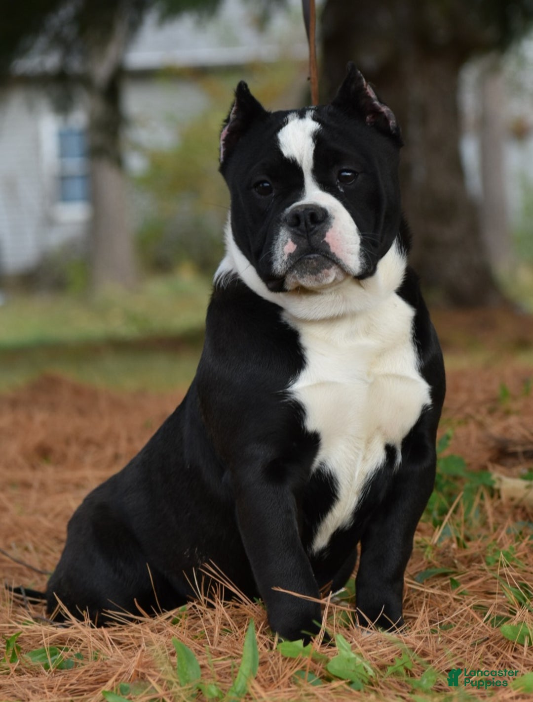 Mixed Breed dogs for sale: Prettia bully bulldog hybrid  - Ad 13
