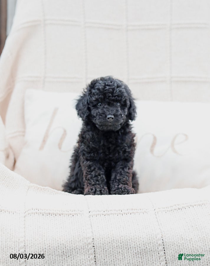 Miniature Poodle dogs Kerrick - Ad 1