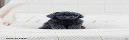 Miniature Poodle dogs for sale: Kerrick - Ad 1