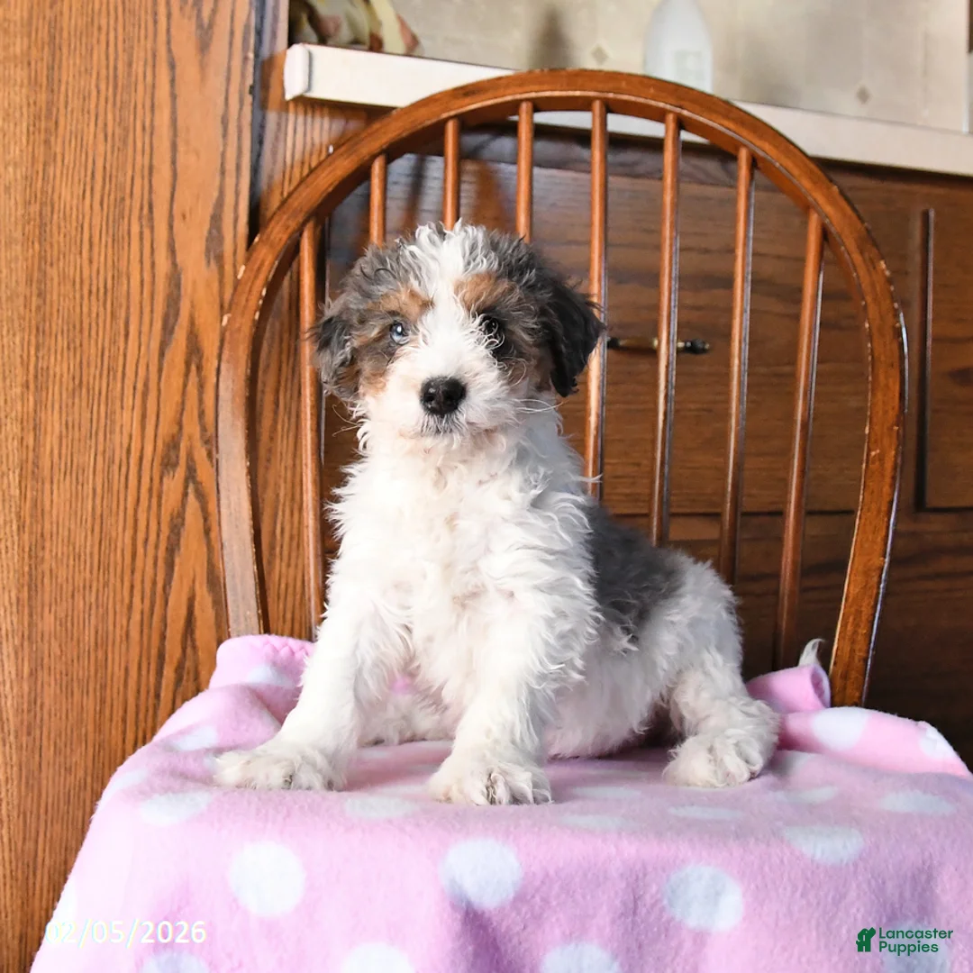 Mini Bernedoodle dogs for sale: Vincent - Ad 1
