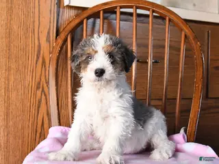 Mini Bernedoodle dogs Vincent - Ad 38