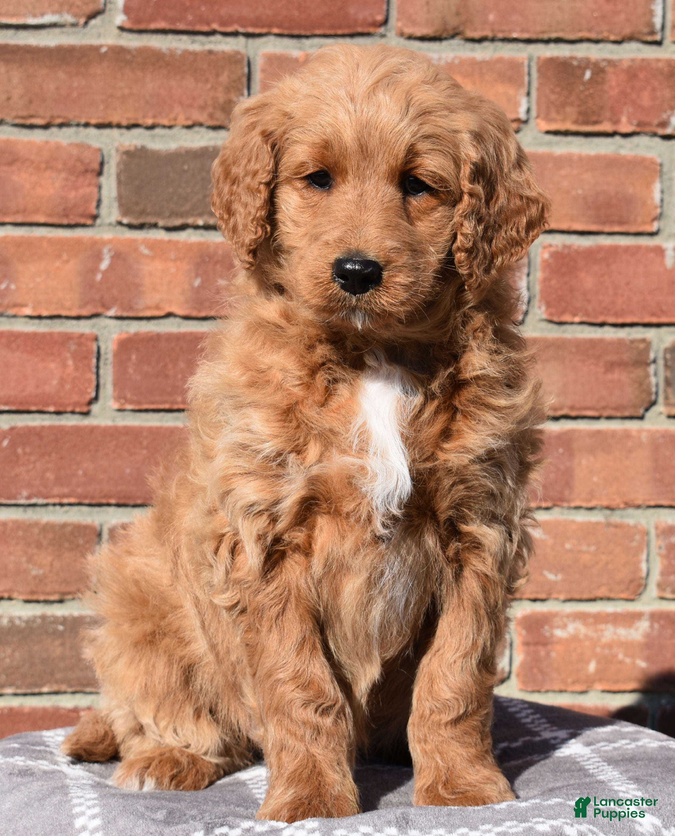 Goldendoodle dogs Angie - Ad 36