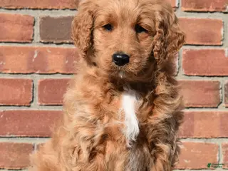 Goldendoodle dogs Angie - Ad 36