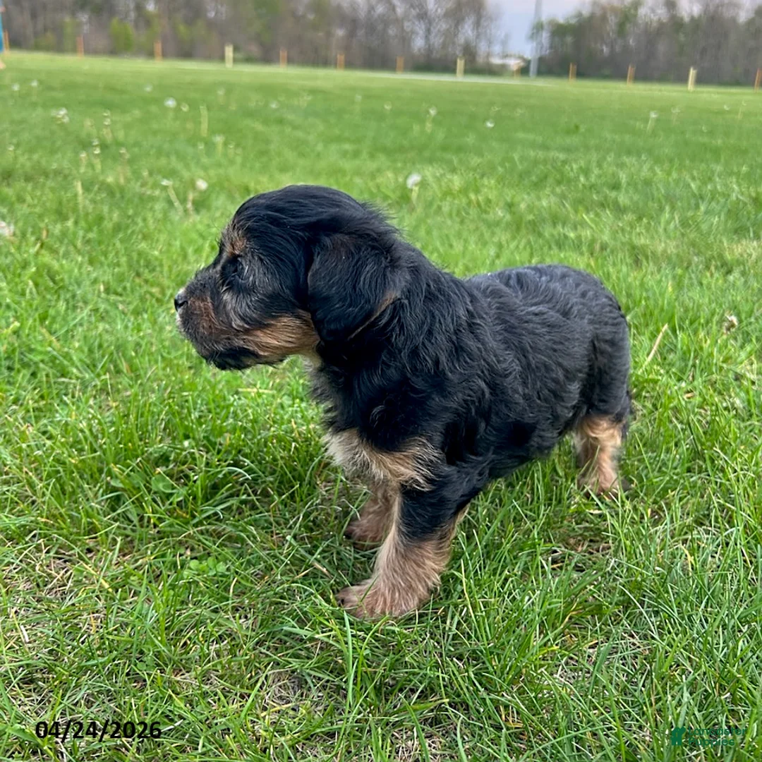 Yorkiepoo dogs for sale: Browser - Ad 4