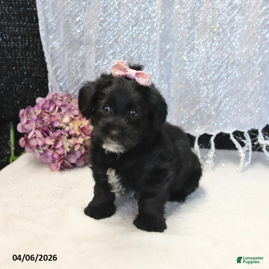 Yorkiepoo dogs for sale: Ruby - Ad 5