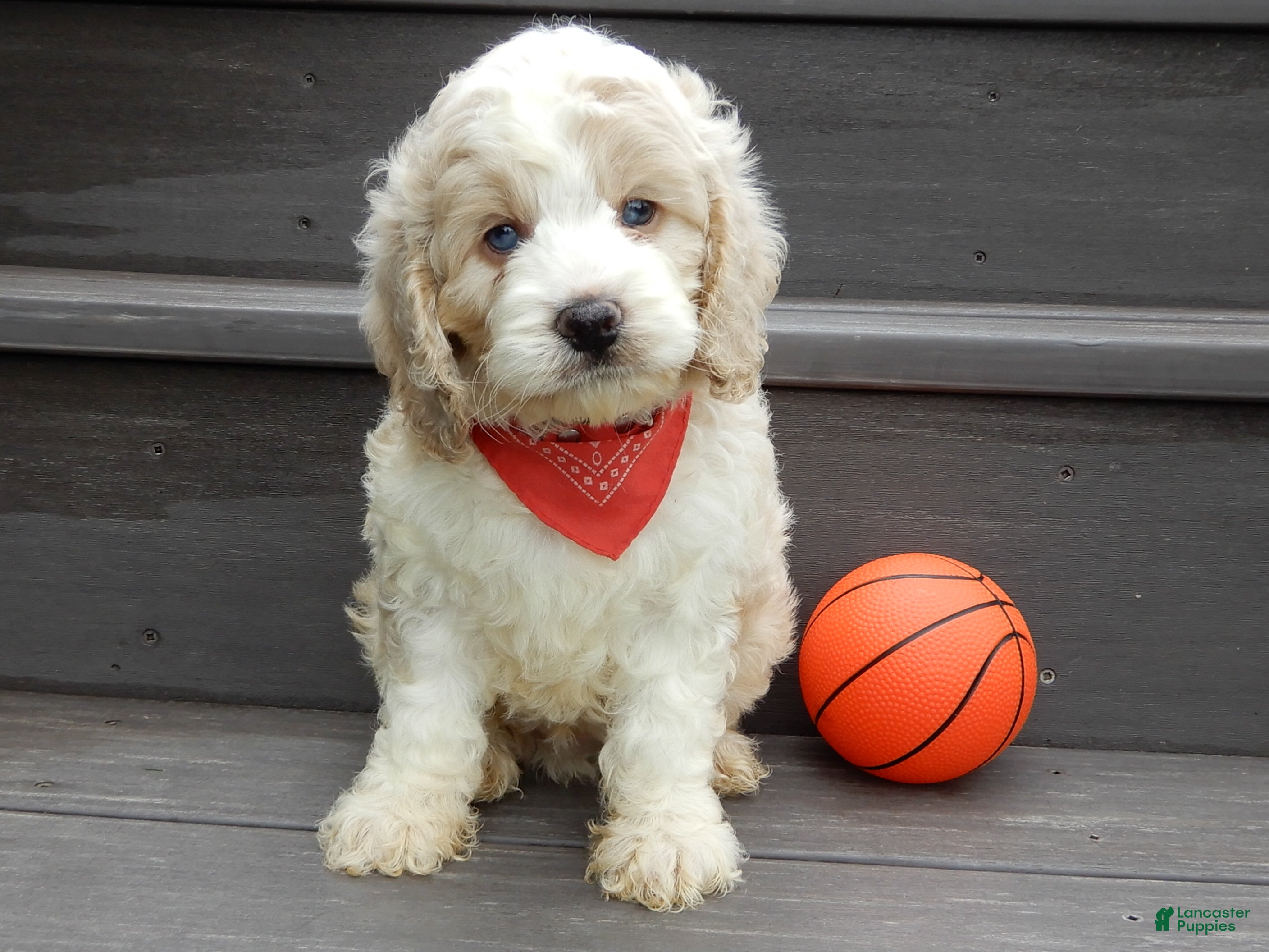 Cockapoo dogs Ollie - Ad 1