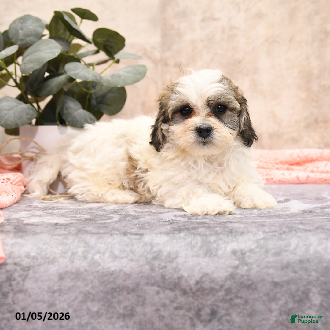 Teddy Bear dogs for sale: Makis - Ad 4