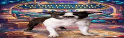 Boston Terrier dogs for sale: Jezza Belle  - Ad 2