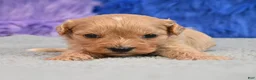 Cavapoo dogs for sale: Cavapoo 5 - Ad 8
