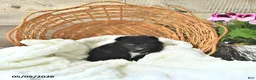 Pomeranian dogs for sale: Amy - Ad 2