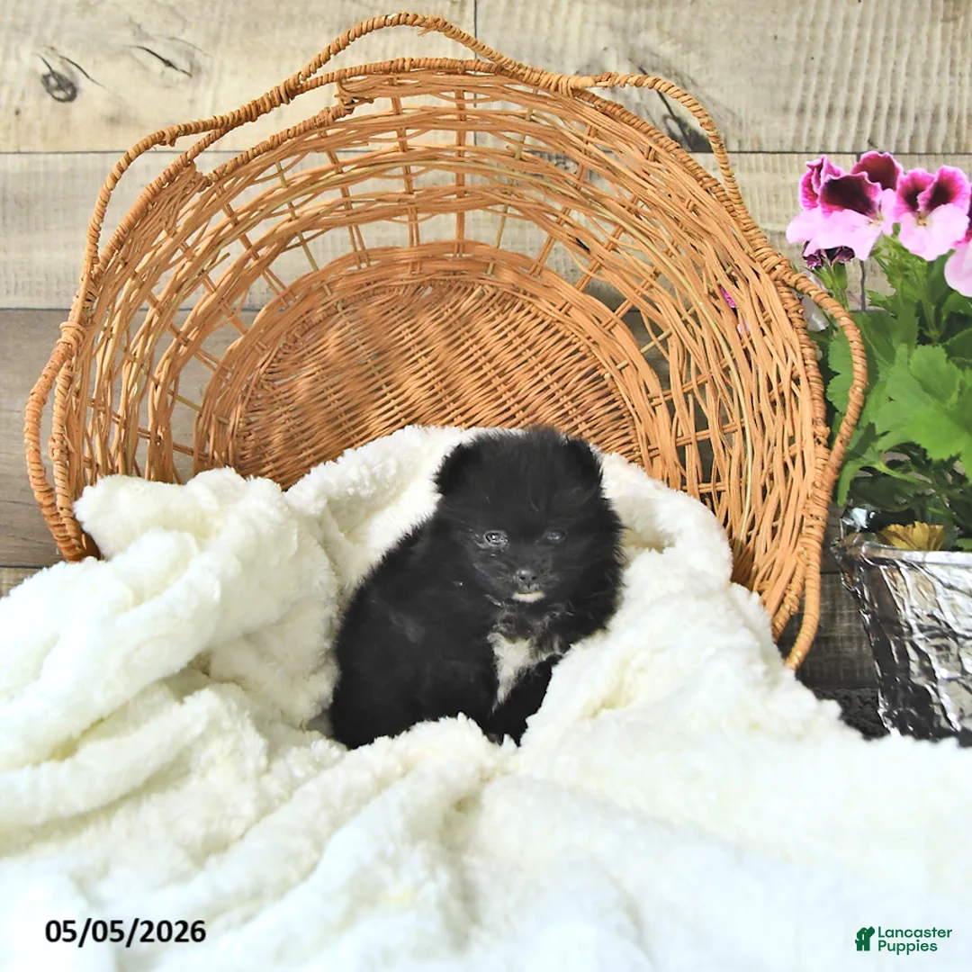 Pomeranian dogs for sale: Amy - Ad 2