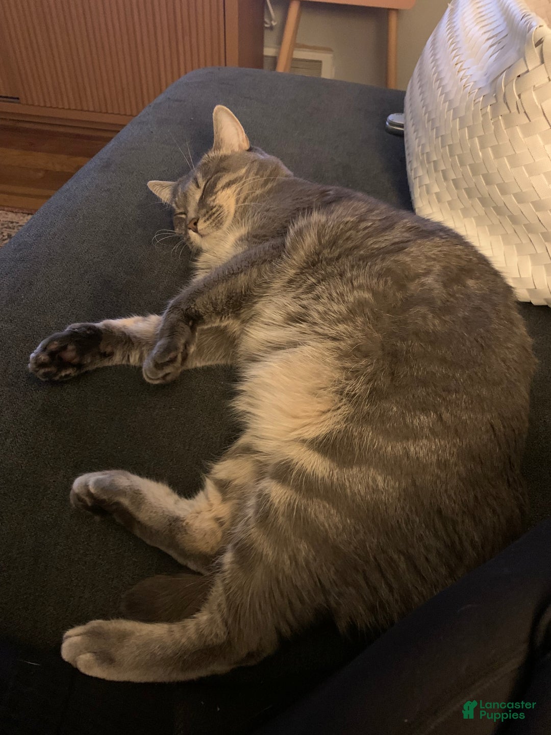 Mixed Breed dogs for sale: rosy - Ad 22