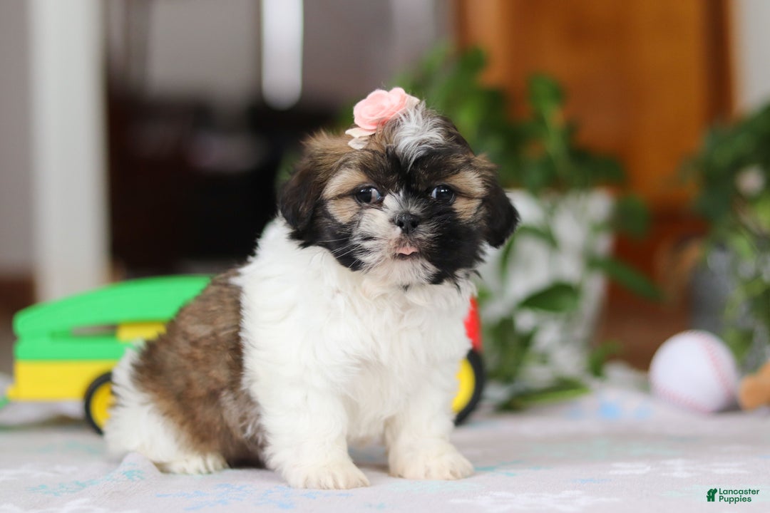 Shih Tzu dogs for sale: Nora - Ad 5