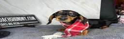 Miniature Dachshund dogs for sale: Ch AKC sire - Ad 3