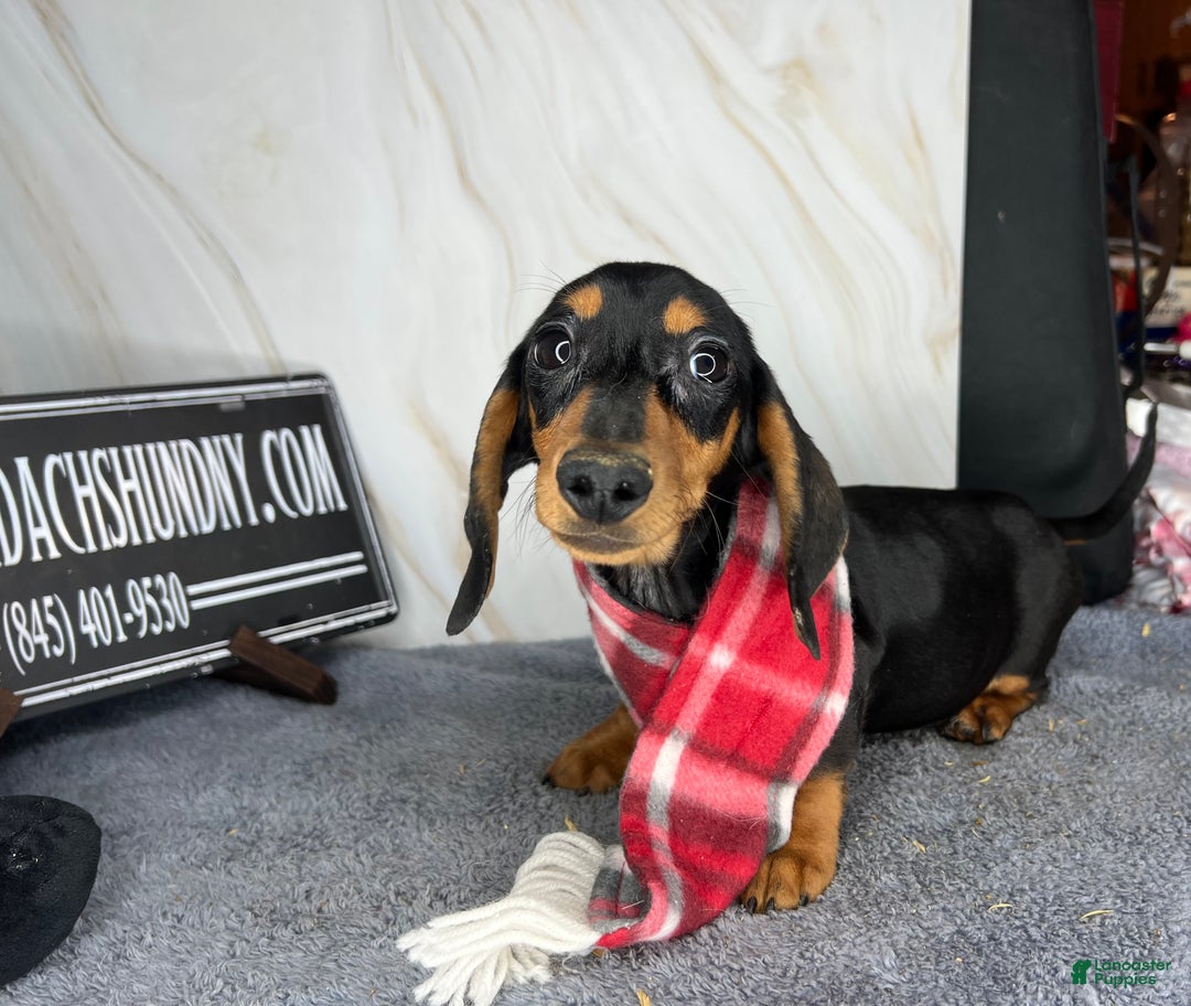 Miniature Dachshund dogs for sale: Ch AKC sire - Ad 3