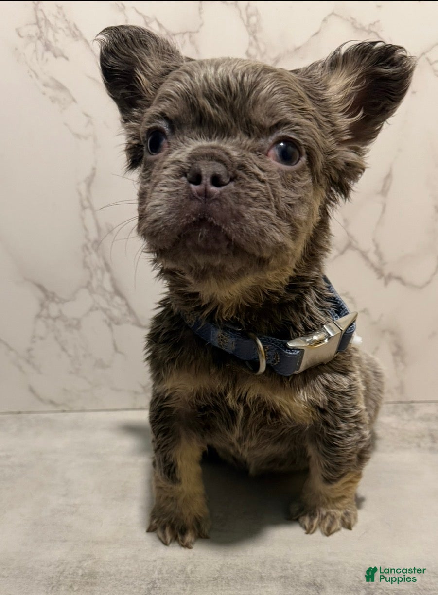 French Bulldog dogs Bae - Ad 1