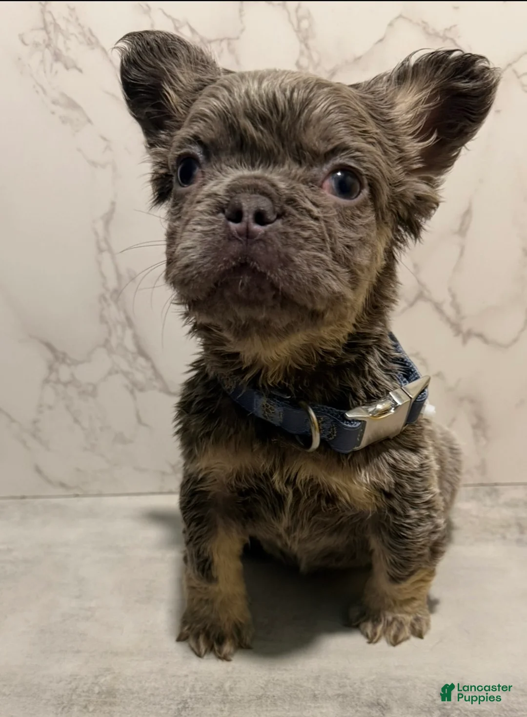 French Bulldog dogs for sale: Bae - Ad 1