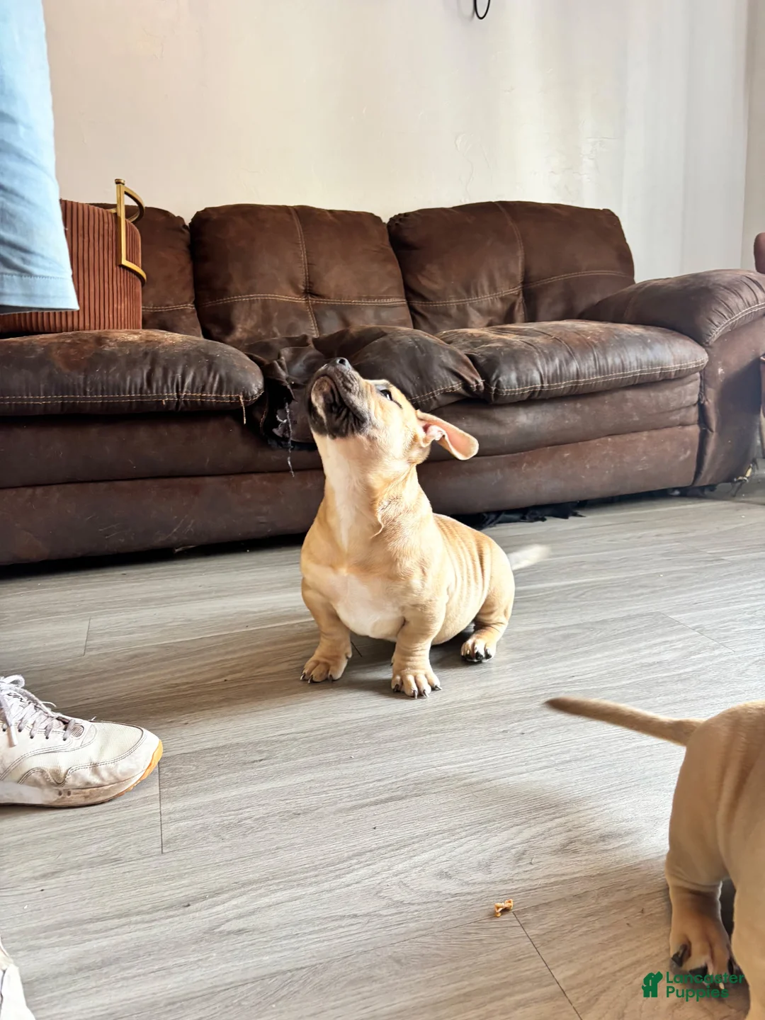 American Bully dogs for sale: American Bully Puppy 3 - Ad 3