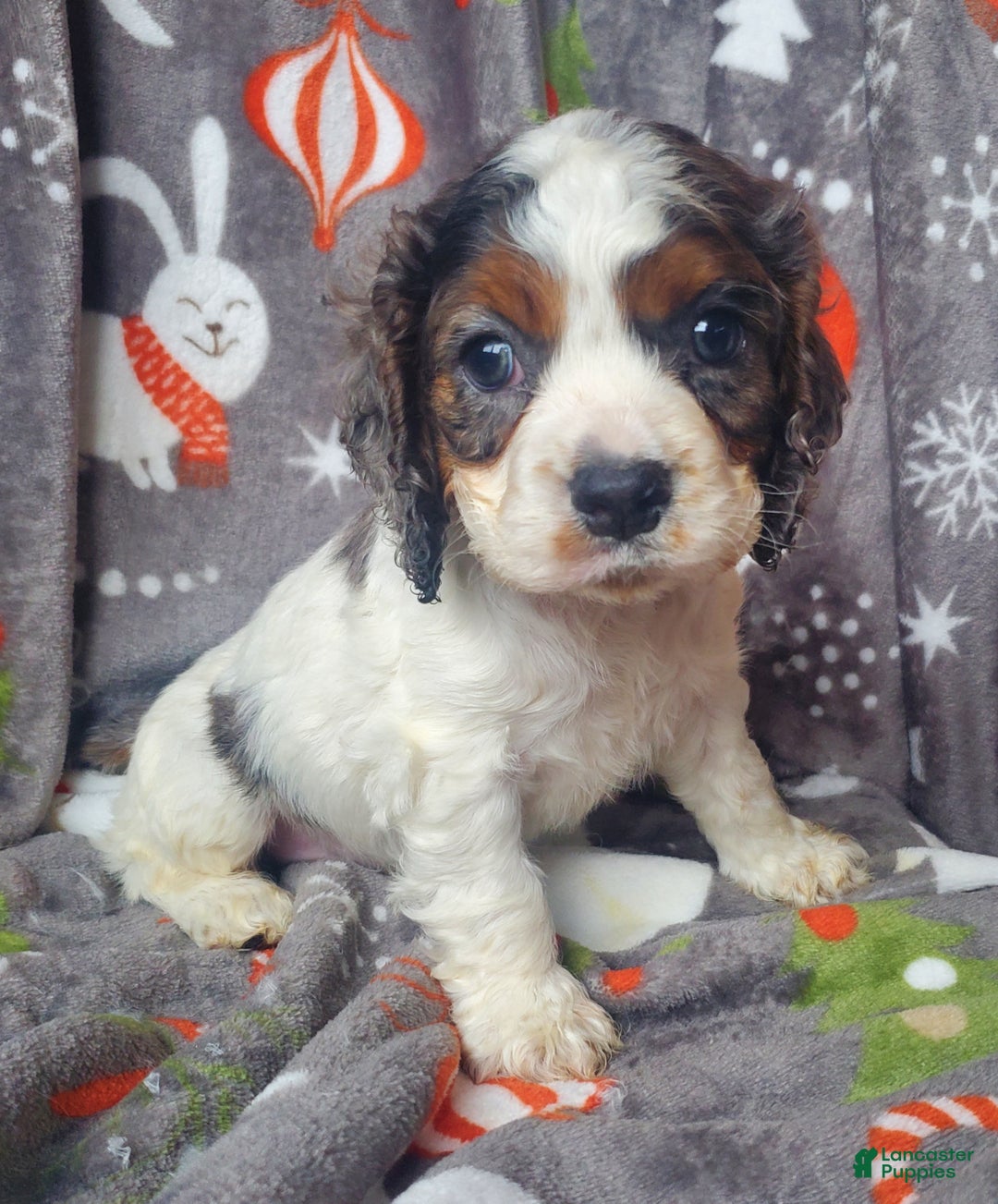 Cocker Spaniel dogs for sale: Ozzy - Ad 6