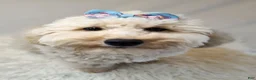 Mixed Breed dogs for sale: Bella - Ad 6