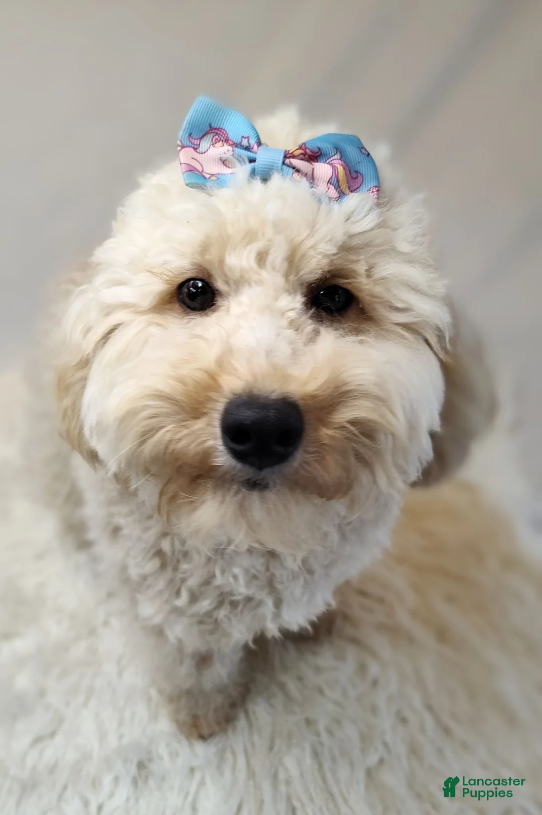 Mixed Breed dogs for sale: Bella - Ad 6
