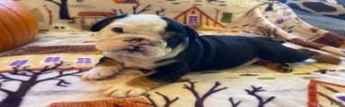 English Bulldog Puppy 4
