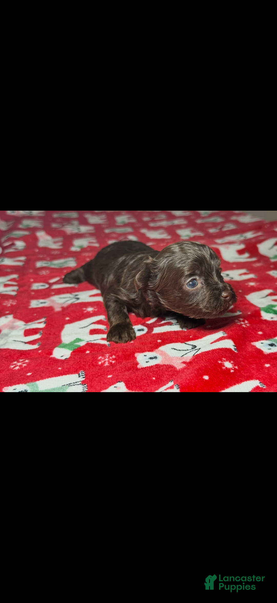 Yorkiepoo dogs for sale: Charlie  - Ad 2