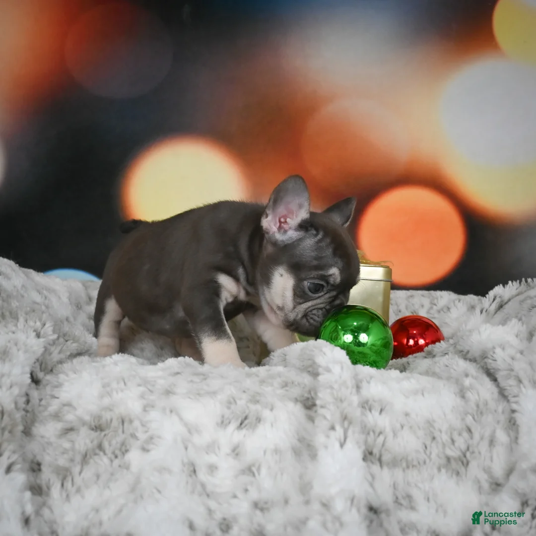 French Bulldog dogs for sale: Crystal - Ad 5