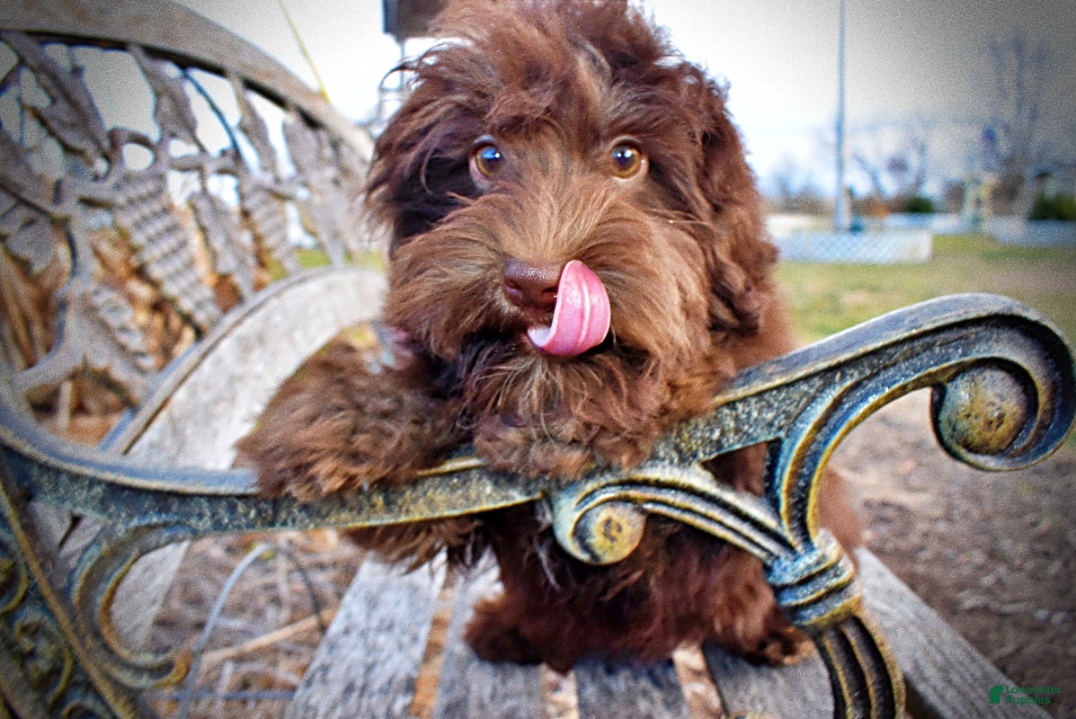 Havapoo dogs Yogi - Ad 18